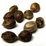 Семена марихуаны АК-47  (Seeds AK-47) в Сунже